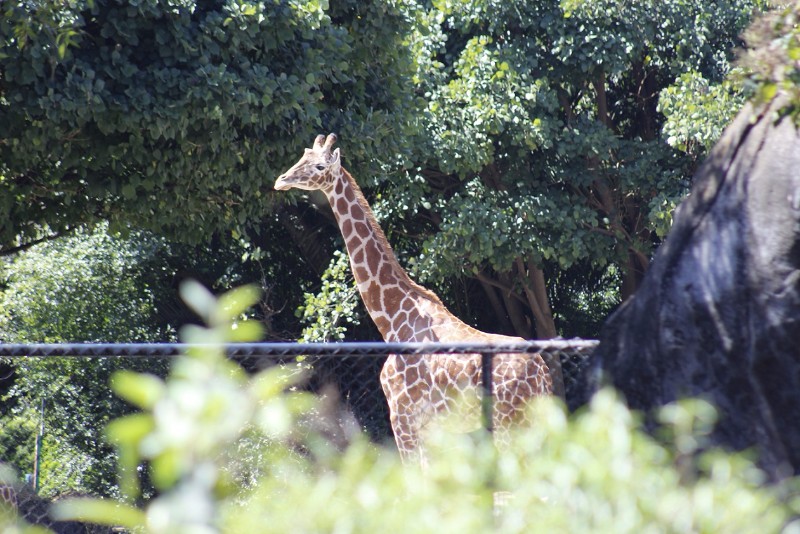 zoologico-chapulpetec-jirafa zoologico-chapulpetec-jirafa