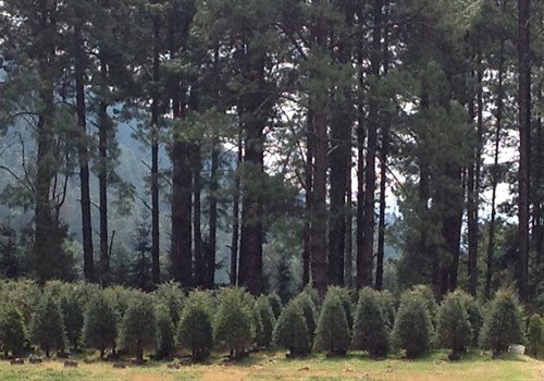 agros agros