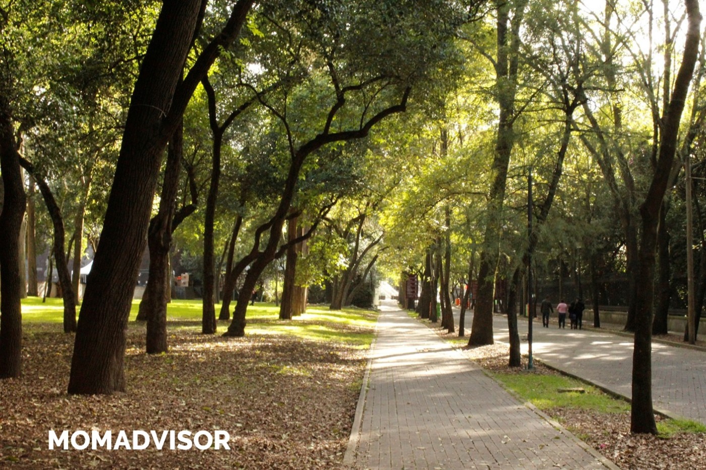 chapultepec-arboles-momadvisor-logo chapultepec-arboles-momadvisor-logo