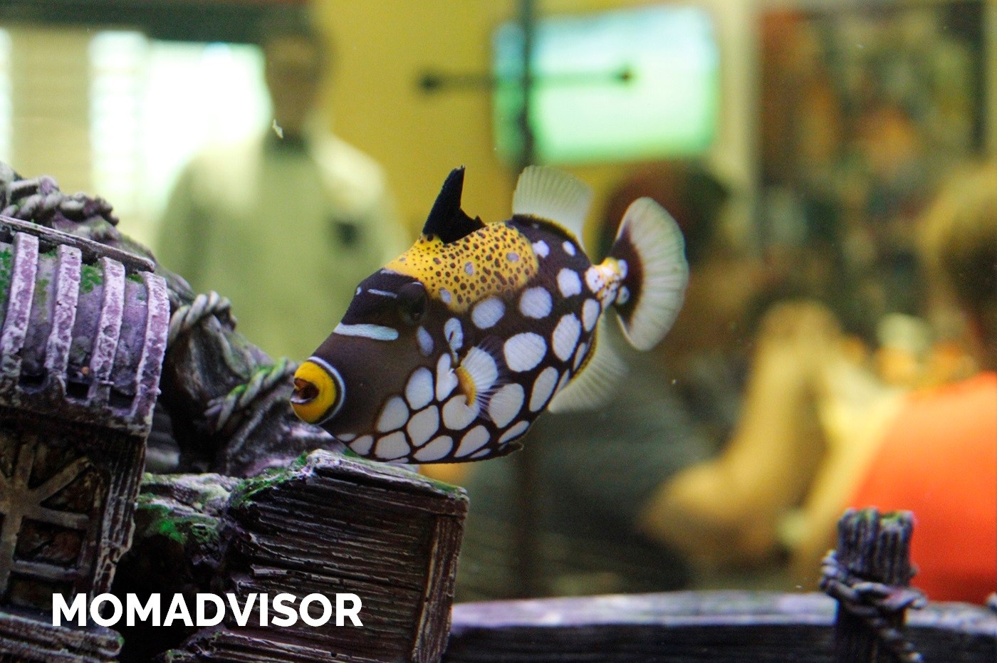 circulo-del-sureste-pecera-momadvisor-2 circulo-del-sureste-pecera-momadvisor-2