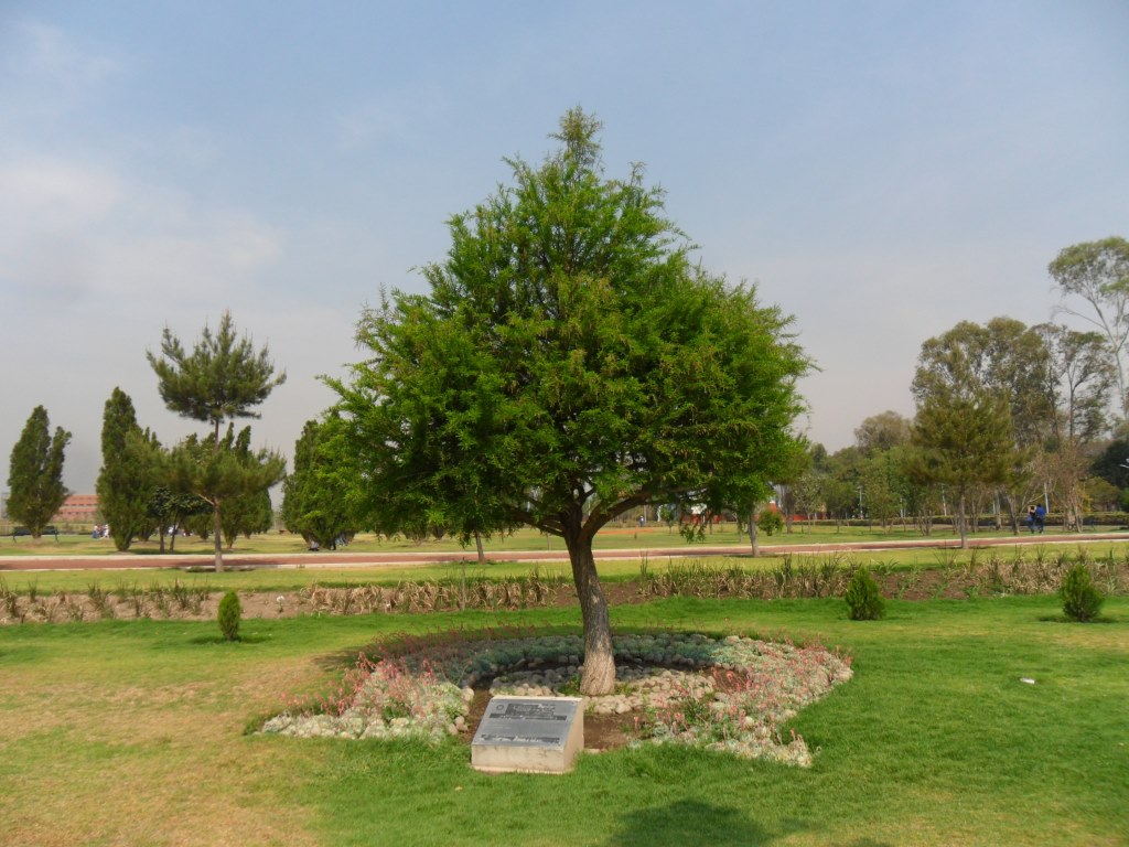 parque-bicentenario-arbol-nacional parque-bicentenario-arbol-nacional