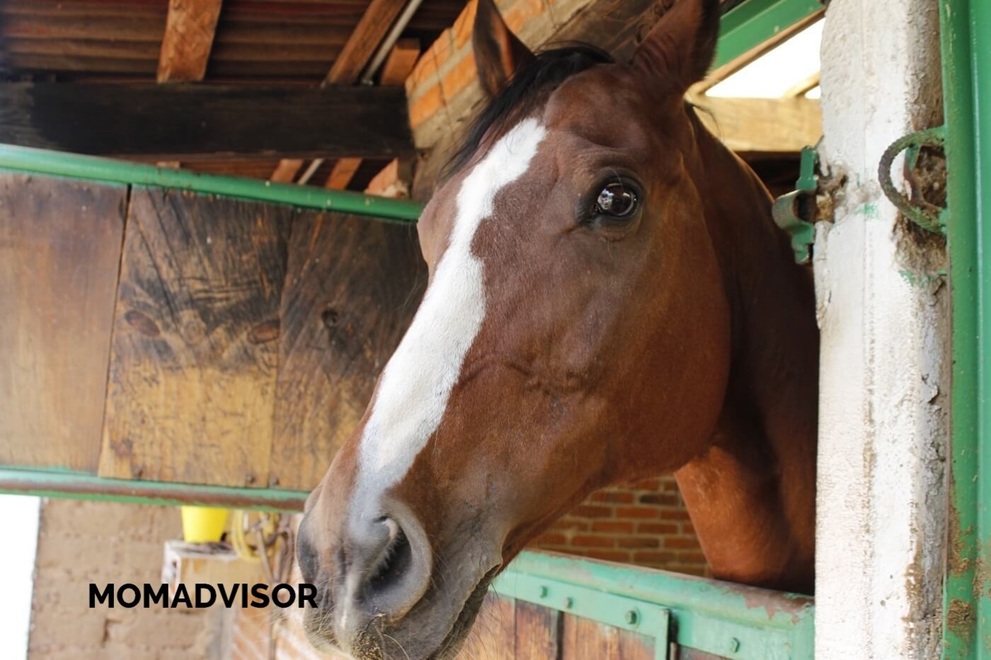 lugares-la-granja-del-tio-pepe-caballos-momadvisor lugares-la-granja-del-tio-pepe-caballos-momadvisor