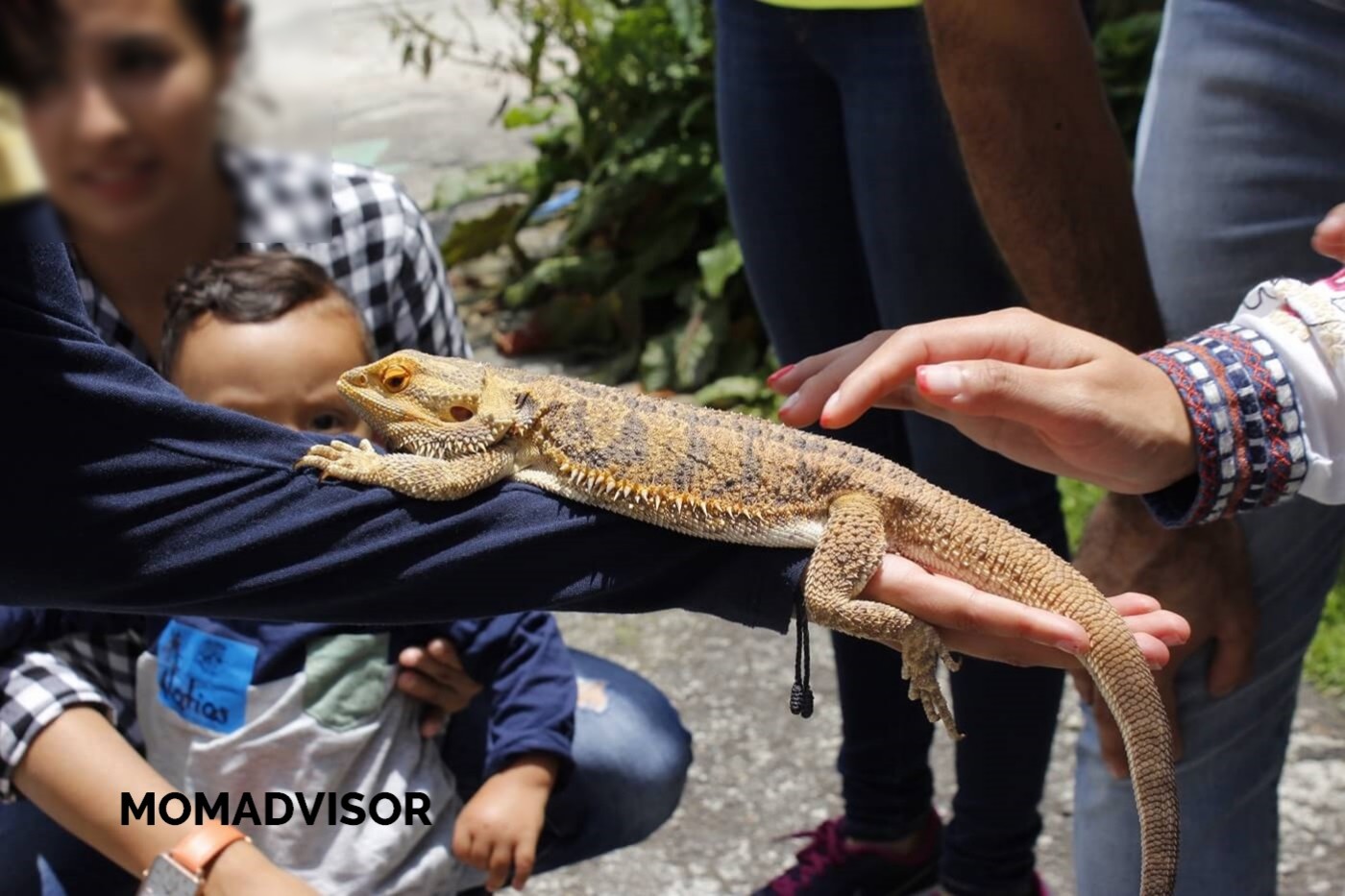 lugares-la-granja-del-tio-pepe-dragon-momadvisor lugares-la-granja-del-tio-pepe-dragon-momadvisor