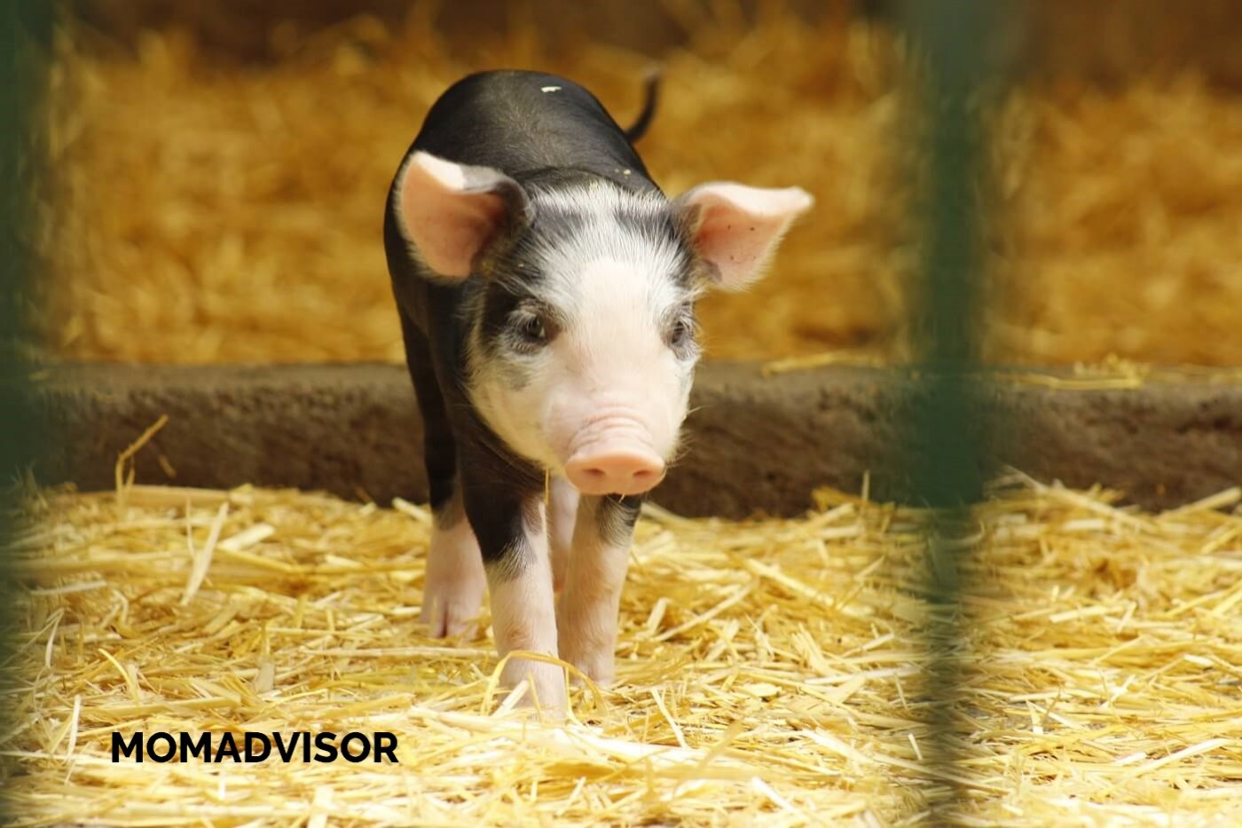 lugares-la-granja-del-tio-pepe-lechon-momadvisor lugares-la-granja-del-tio-pepe-lechon-momadvisor