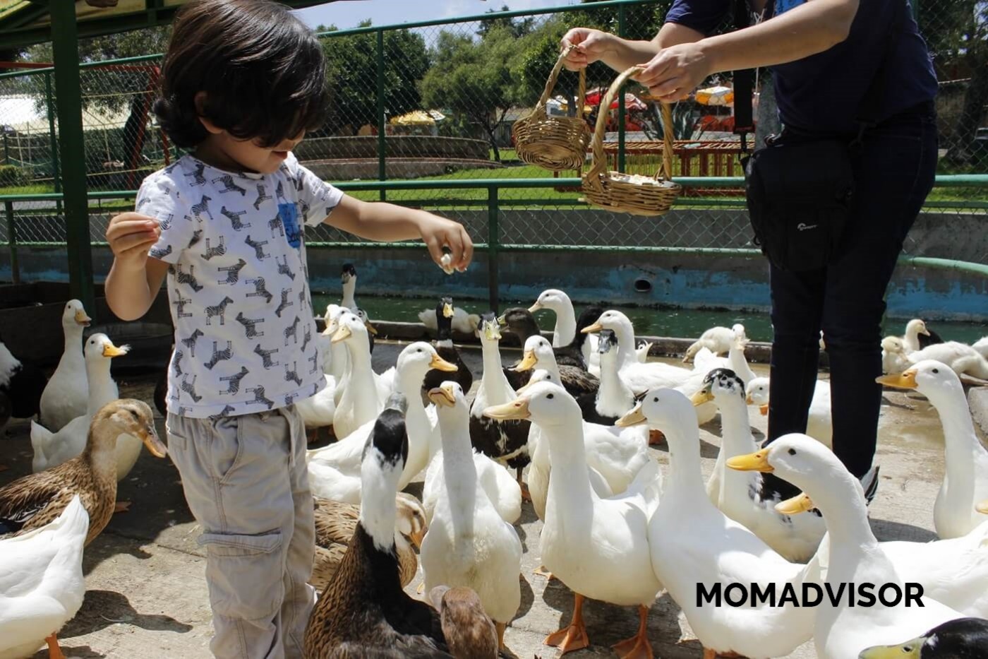 lugares-la-granja-del-tio-pepe-patos2-momadvisor lugares-la-granja-del-tio-pepe-patos2-momadvisor