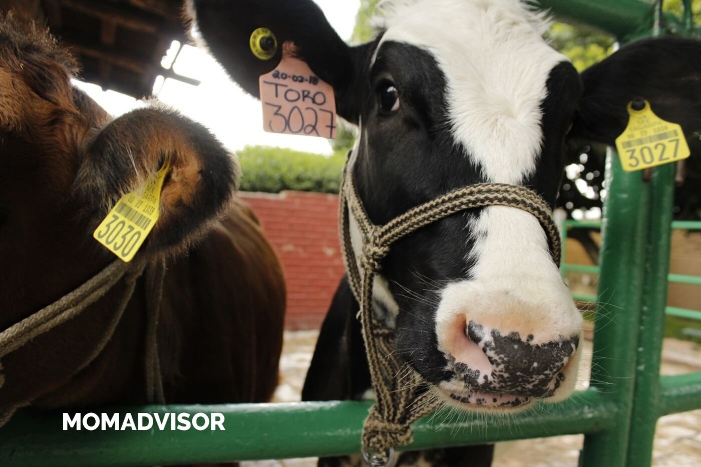 lugares-la-granja-del-tio-pepe-vacas-momadvisor lugares-la-granja-del-tio-pepe-vacas-momadvisor