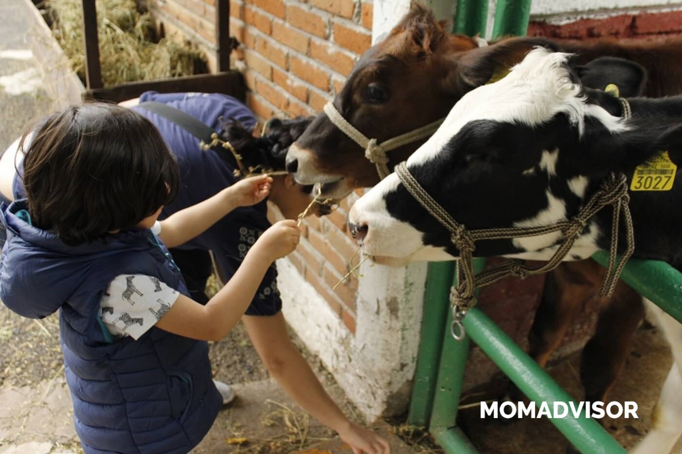 lugares-la-granja-del-tio-pepe-vacas1-momadvisor lugares-la-granja-del-tio-pepe-vacas1-momadvisor