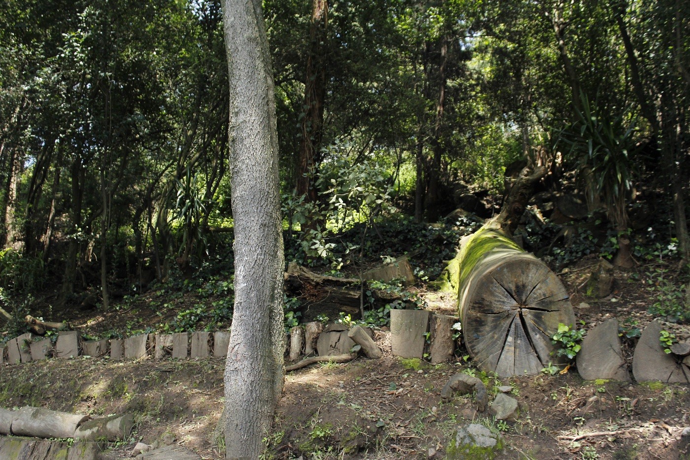 parque-nacional-fuentes-brotantes-tlalpan-cdmx-ciudad-de-mexico-actividades-con-ninos-familia-paseo-bosque-1