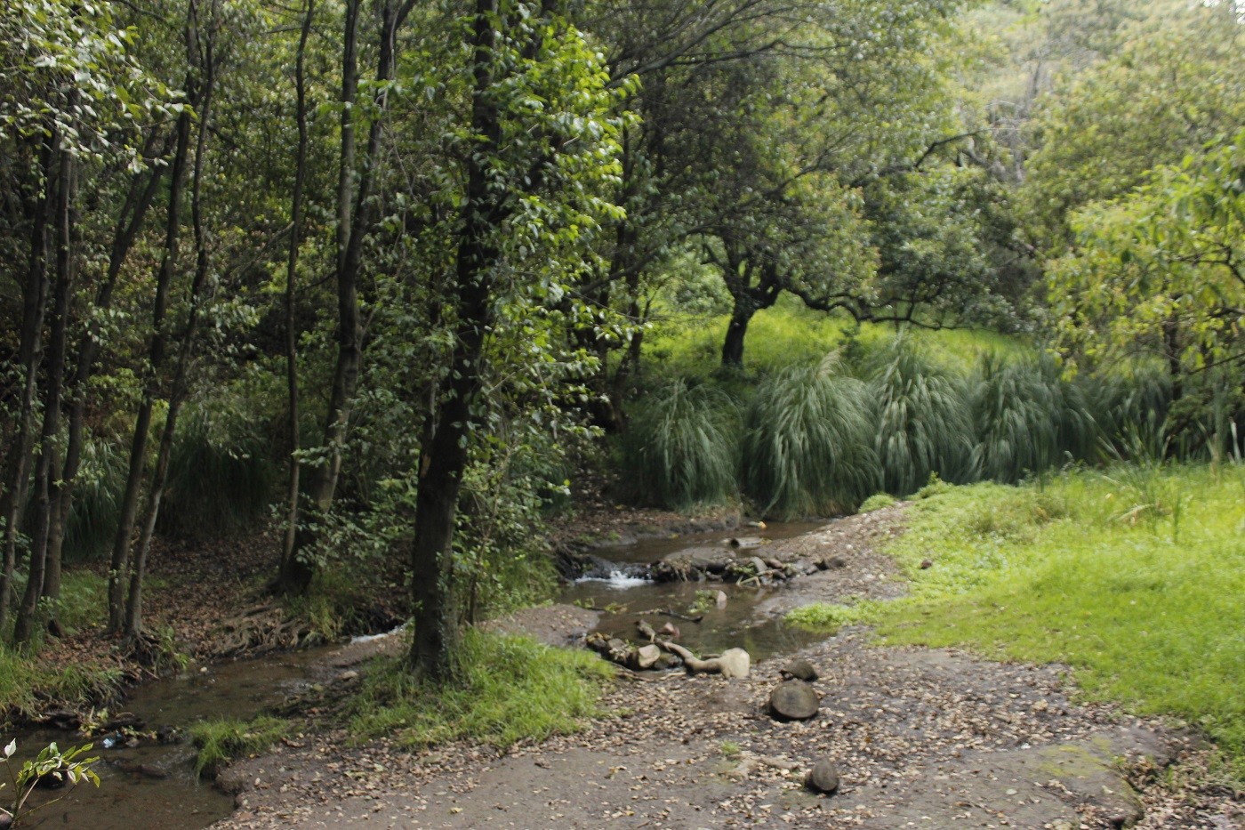 parque-nacional-fuentes-brotantes-tlalpan-cdmx-ciudad-de-mexico-actividades-con-ninos-familia-paseo-bosque-rio-1-1
