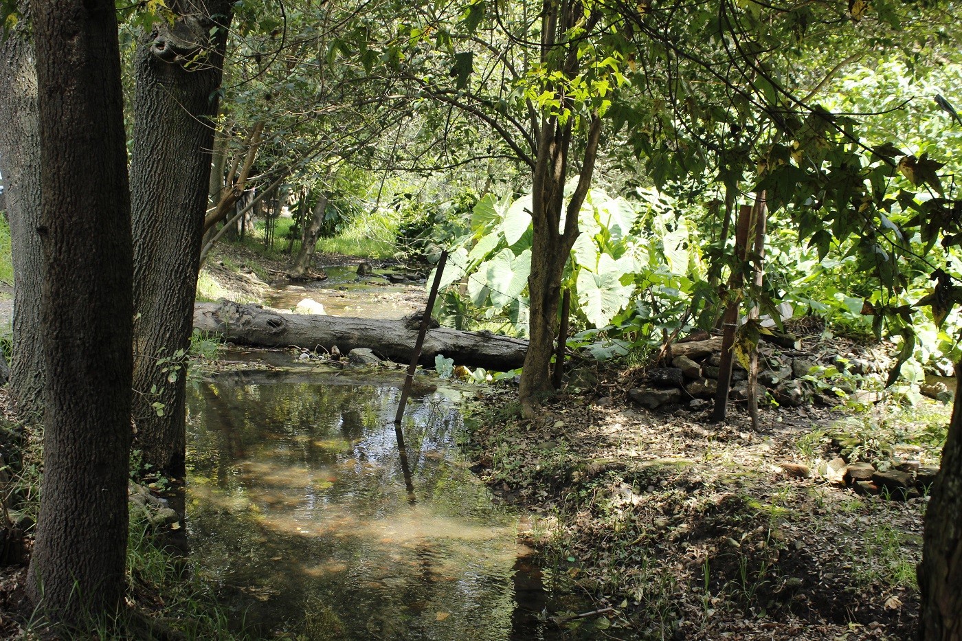 parque-nacional-fuentes-brotantes-tlalpan-cdmx-ciudad-de-mexico-actividades-con-ninos-familia-paseo-bosque-rio-2