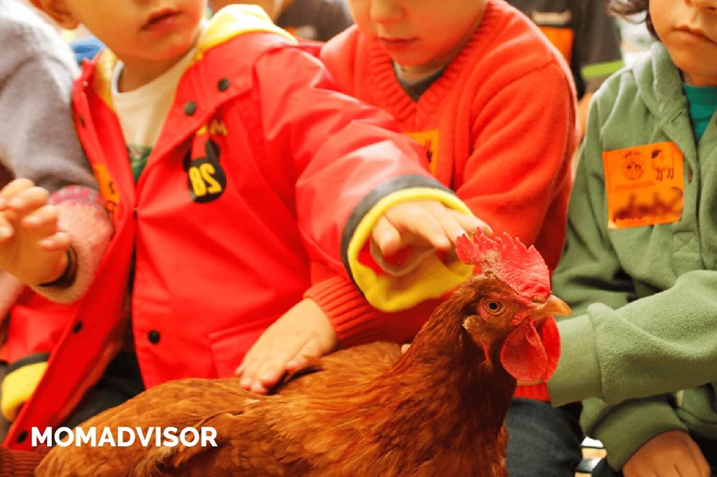 granja_del_tio_pepe_fiestas_tematicas_animales_cdmx_cumpleaños_niños_gallina-1 granja_del_tio_pepe_fiestas_tematicas_animales_cdmx_cumpleaños_niños_gallina-1