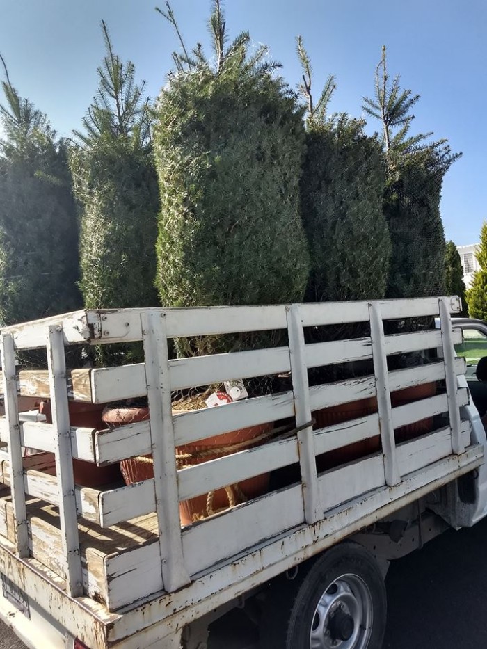 huertos-urbanos-queretaro-renta-de-arbol-arboles-de-navidad-maceta-mexico huertos-urbanos-queretaro-renta-de-arbol-arboles-de-navidad-maceta-mexico