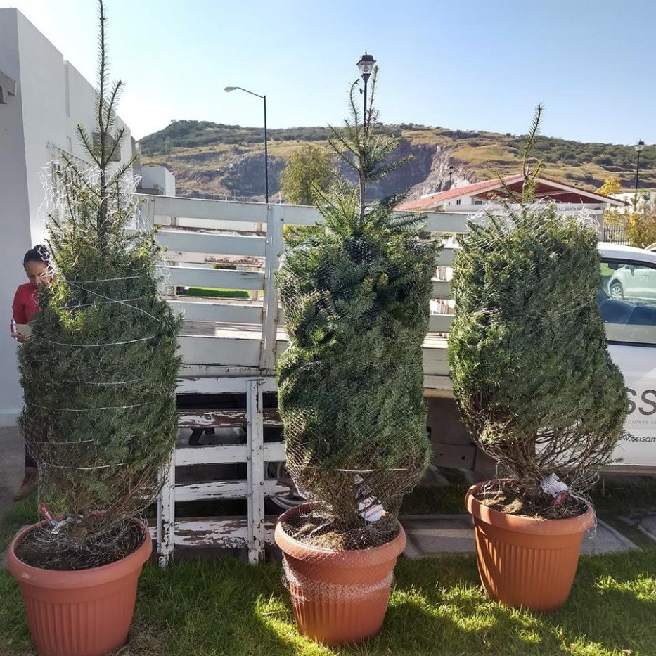 huertos-urbanos-queretaro-renta-de-arbol-arboles-de-navidad-maceta
