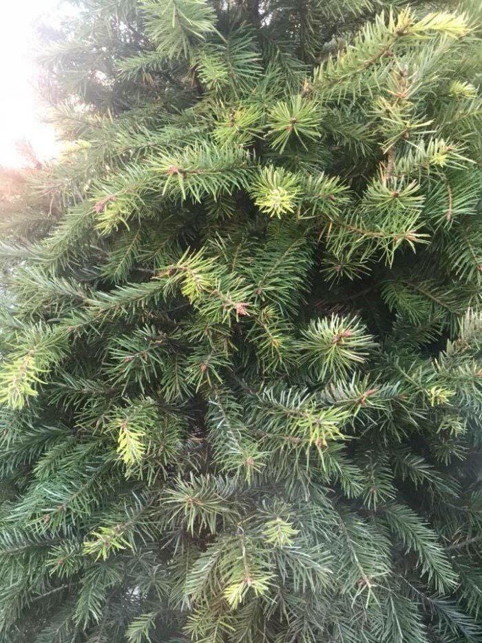 green-go-arboles-de-navidad-en-maceta-renta-de-arbol-cdmx-mexico-df