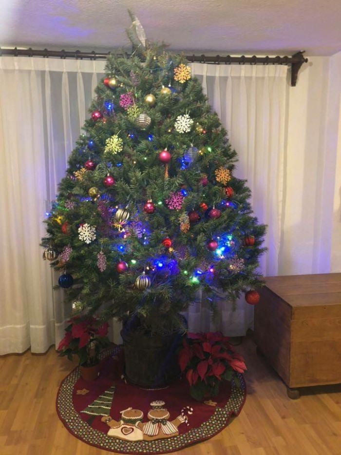 green-go-arboles-de-navidad-en-maceta-renta-de-arboles-cdmx-mexico-df green-go-arboles-de-navidad-en-maceta-renta-de-arboles-cdmx-mexico-df