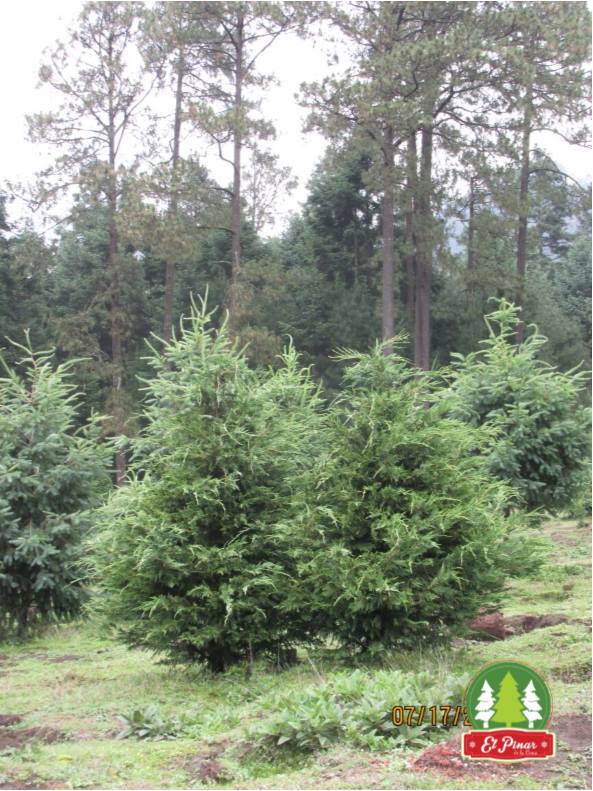 el-pinar-de-la-cima-renta-de-arboles-de-navidad-en-maceta-compra