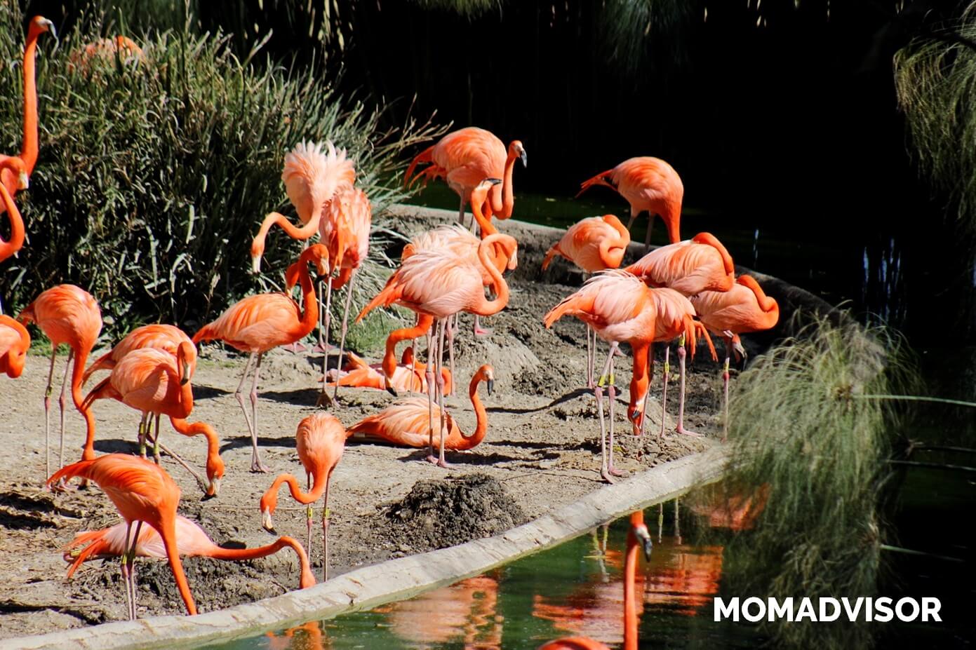 africam-safari-valsequillo-puebla-flamingos africam-safari-valsequillo-puebla-flamingos