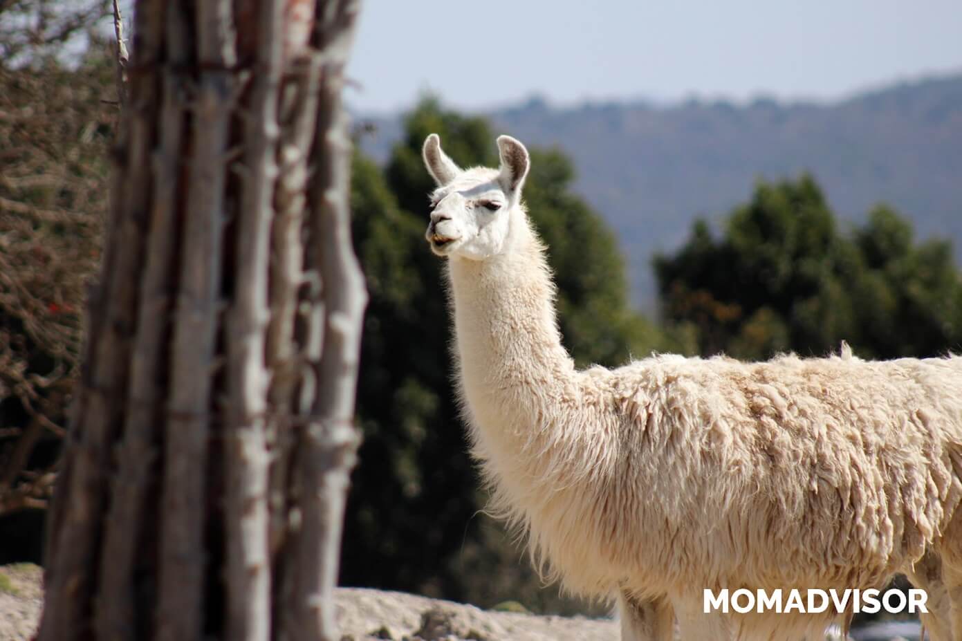 africam-safari-valsequillo-puebla-llama-1 africam-safari-valsequillo-puebla-llama-1