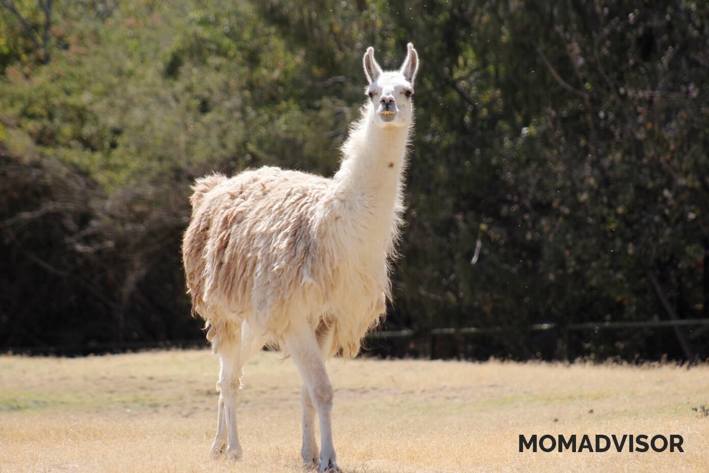 africam-safari-valsequillo-puebla-llama africam-safari-valsequillo-puebla-llama