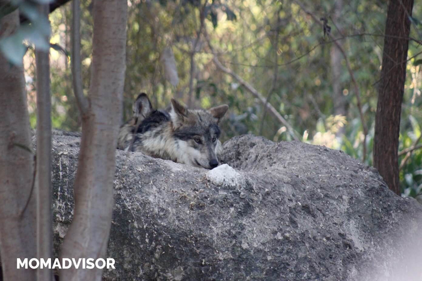 africam-safari-valsequillo-puebla-lobo-mexicano africam-safari-valsequillo-puebla-lobo-mexicano