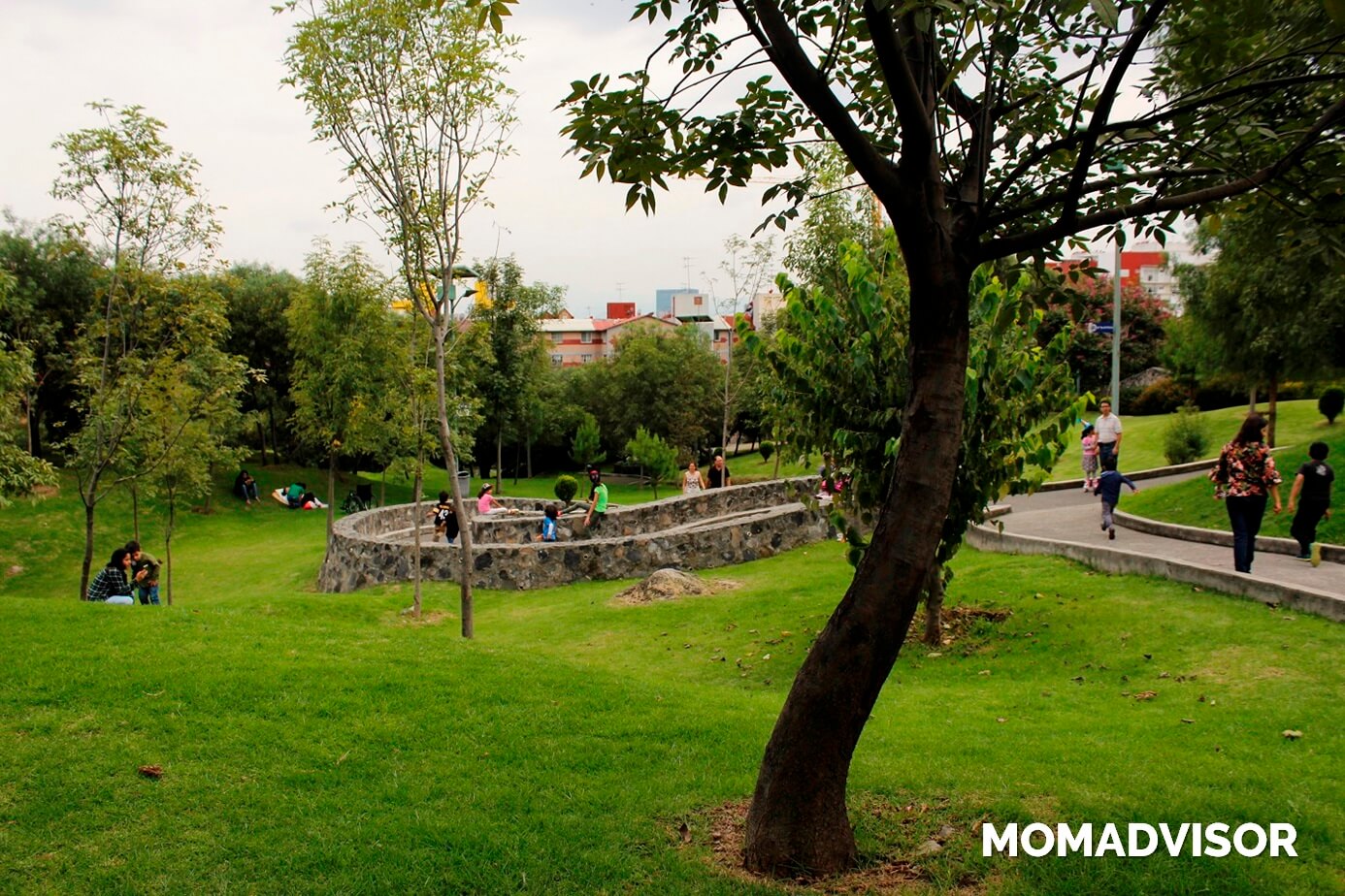 Bio-Parque-Urbano-San-Antonio-CDMX-arboles-1 Bio-Parque-Urbano-San-Antonio-CDMX-arboles-1