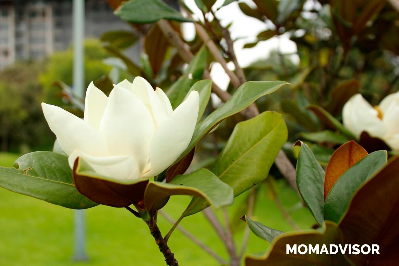 Bio-Parque-Urbano-San-Antonio-CDMX-flor-1 Bio-Parque-Urbano-San-Antonio-CDMX-flor-1