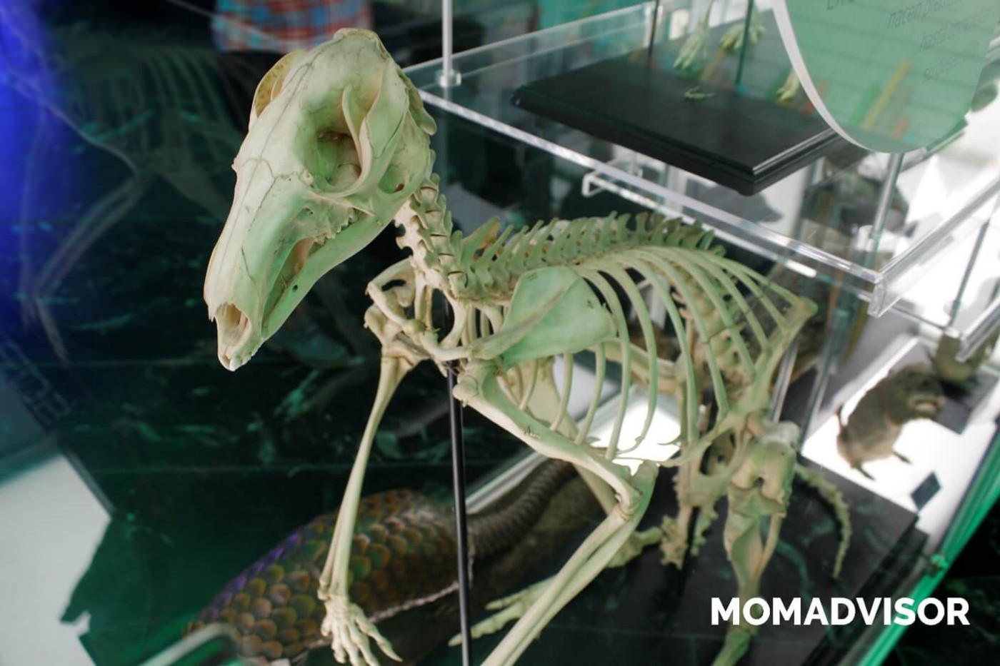 museo-de-historia-natural-cdmx-chapultepec-biodiversidad-especies-esqueleto-mexico-actividades-para-ninos