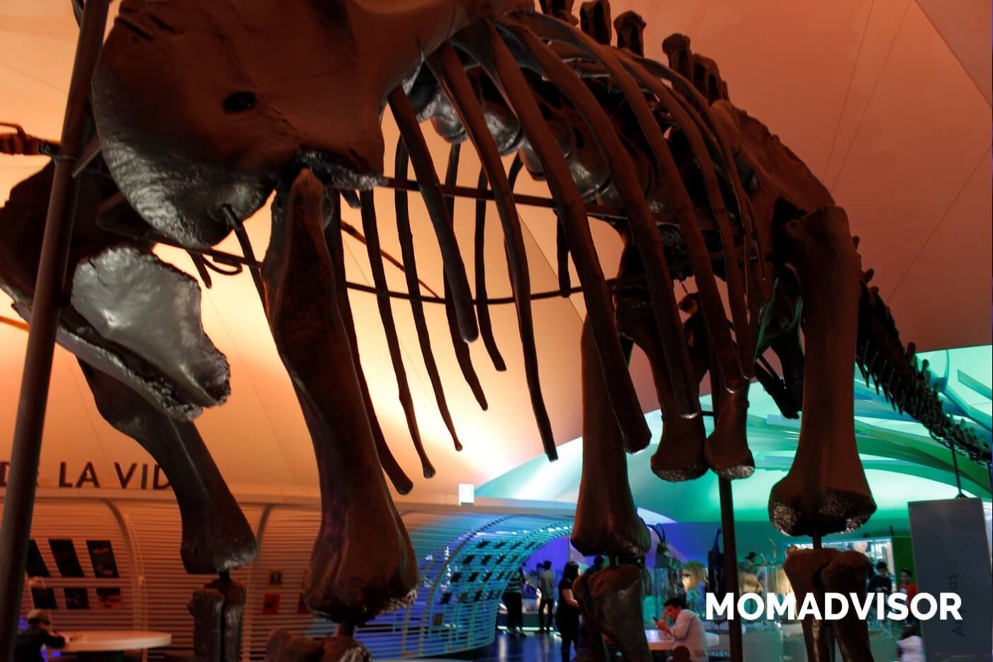 museo-de-historia-natural-cdmx-chapultepec-biodiversidad-especies-evolucion-terodactilo-dinosaurio-mexico-actividades-para-ninos-huesos