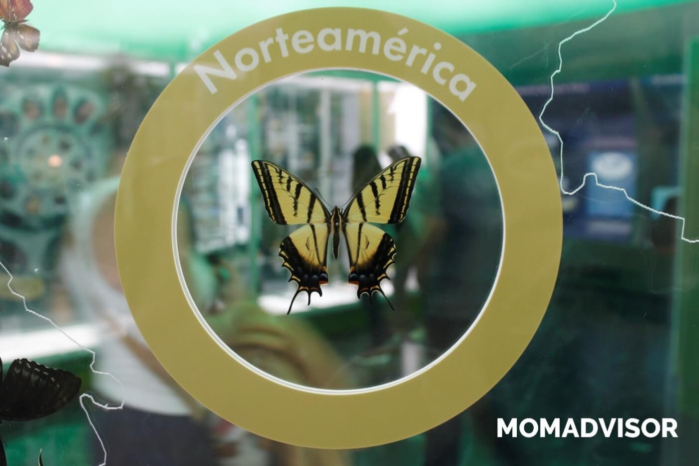 museo-de-historia-natural-cdmx-chapultepec-biodiversidad-especies-mariposas-mexico-norte-america-actividades-para-ninos