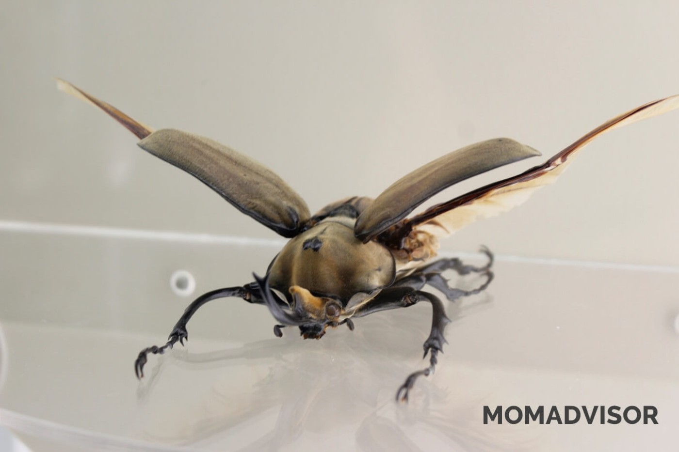 museo-de-historia-natural-cdmx-chapultepec-biodiversidad-especies-mexico-escarabajo-actividades-para-ninos