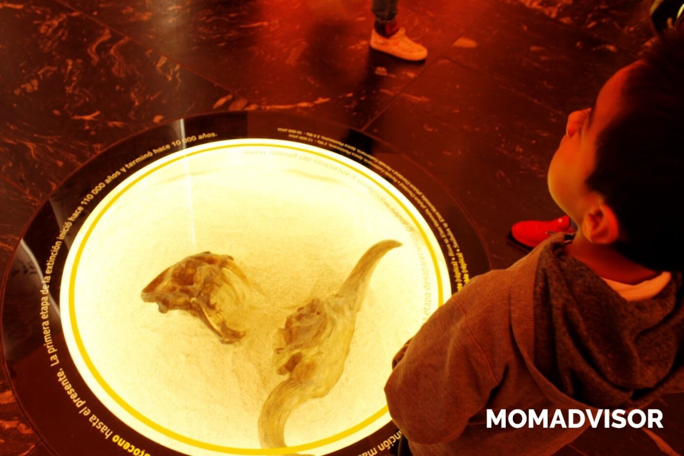 museo-de-historia-natural-cdmx-chapultepec-biodiversidad-especies-mexico-exposicion-actividades-para-ninos
