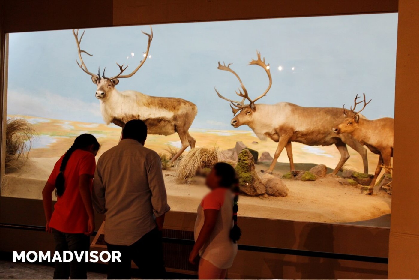 museo-de-historia-natural-cdmx-chapultepec-biodiversidad-especies-mexico-exposicion-alces-vitrina-actividades-para-ninos