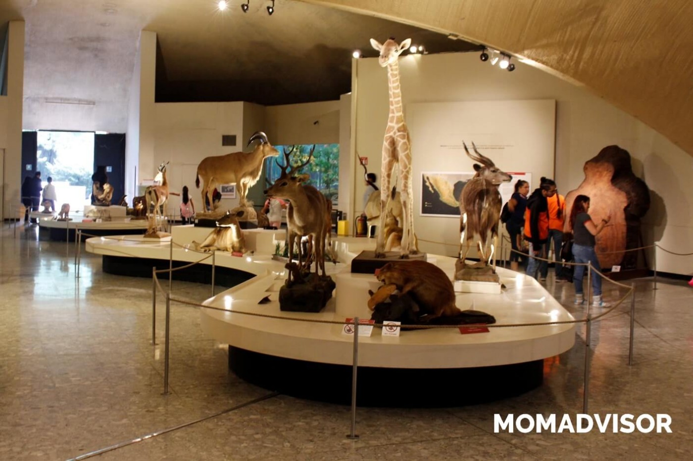 museo-de-historia-natural-cdmx-chapultepec-biodiversidad-especies-mexico-exposicion-animales-disecados-actividades-para-ninos