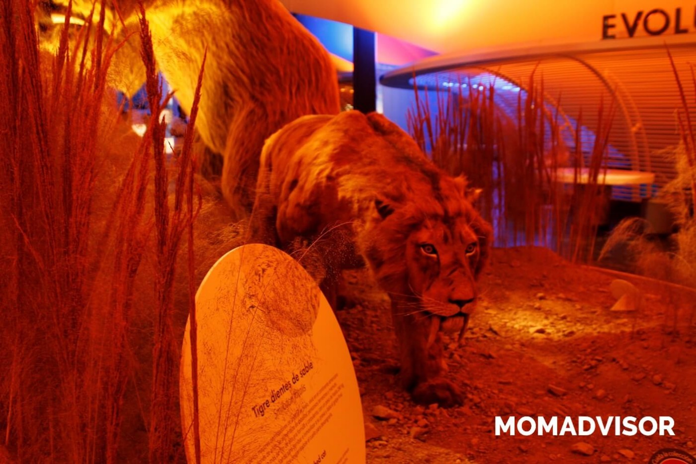 museo-de-historia-natural-cdmx-chapultepec-biodiversidad-especies-mexico-exposicion-dientes-de-sable-actividades-para-ninos