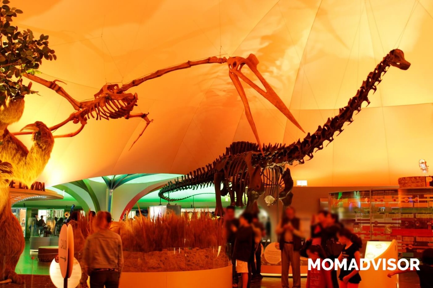 museo-de-historia-natural-cdmx-chapultepec-biodiversidad-especies-mexico-exposicion-dinosaurios-esqueletos-actividades-para-ninos