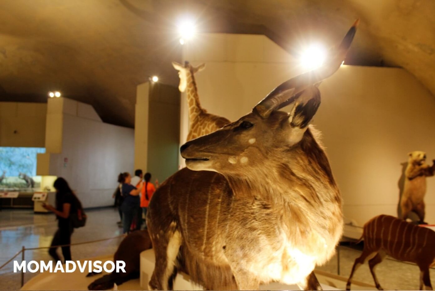 museo-de-historia-natural-cdmx-chapultepec-biodiversidad-especies-mexico-exposicion-jirafas-venados-actividades-para-ninos