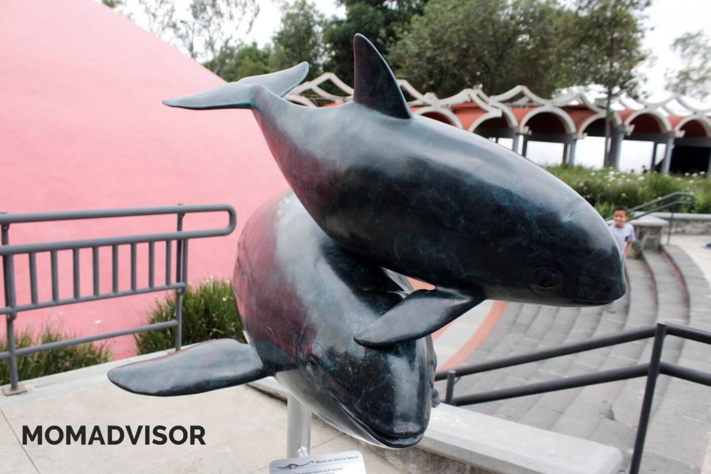 museo-de-historia-natural-cdmx-chapultepec-biodiversidad-especies-mexico-exposicion-vaquita-marina-actividades-para-ninos image-5684