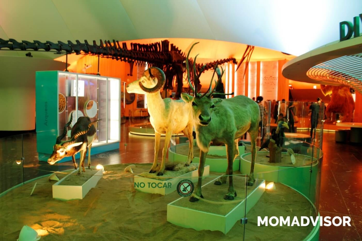museo-de-historia-natural-cdmx-chapultepec-biodiversidad-especies-mexico-exposicion-venados-actividades-para-ninos