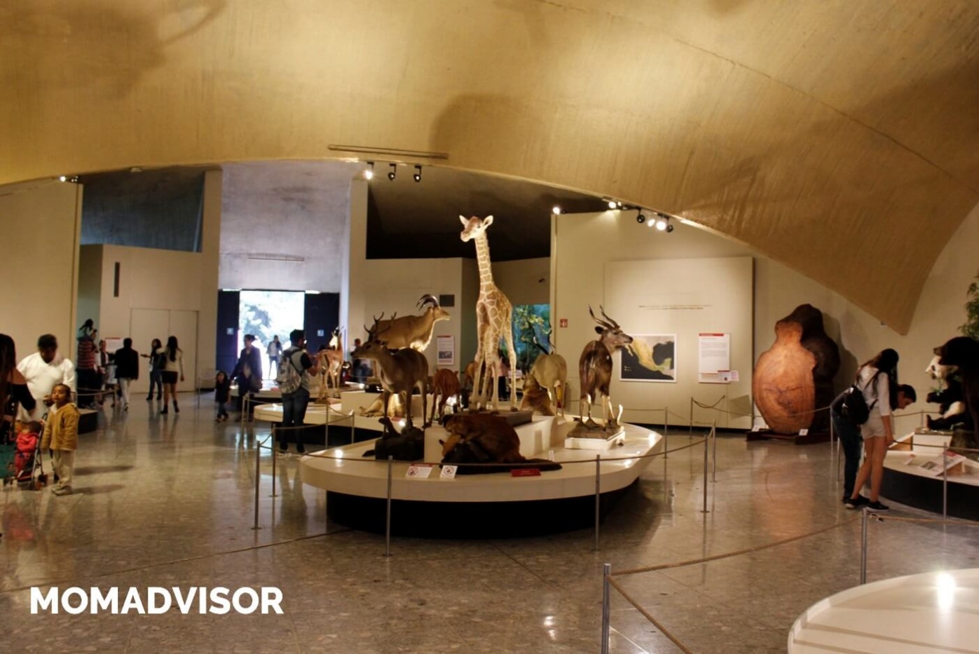 museo-de-historia-natural-cdmx-chapultepec-biodiversidad-especies-mexico-exposicion-venados-jirafas-actividades-para-ninos