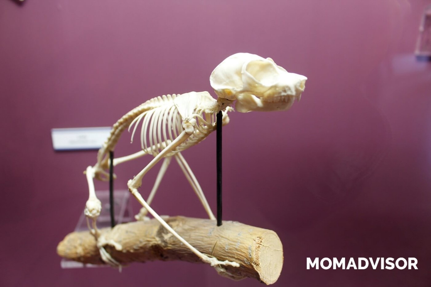 museo-de-historia-natural-cdmx-chapultepec-biodiversidad-especies-mexico-exposicion-vitrina-esqueleto-actividades-para-ninos