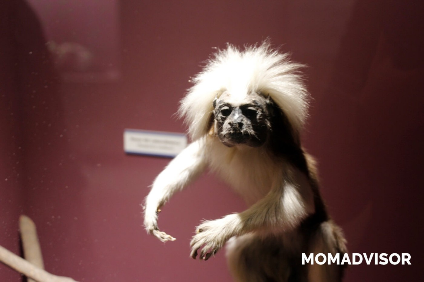 museo-de-historia-natural-cdmx-chapultepec-biodiversidad-especies-mexico-exposicion-vitrina-primate-actividades-para-ninos