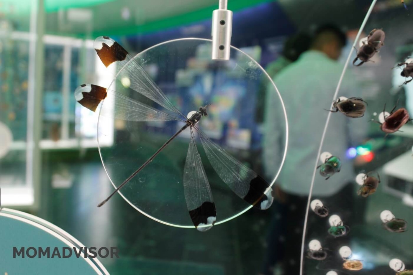 museo-de-historia-natural-cdmx-chapultepec-biodiversidad-especies-mexico-libelula-actividades-para-ninos