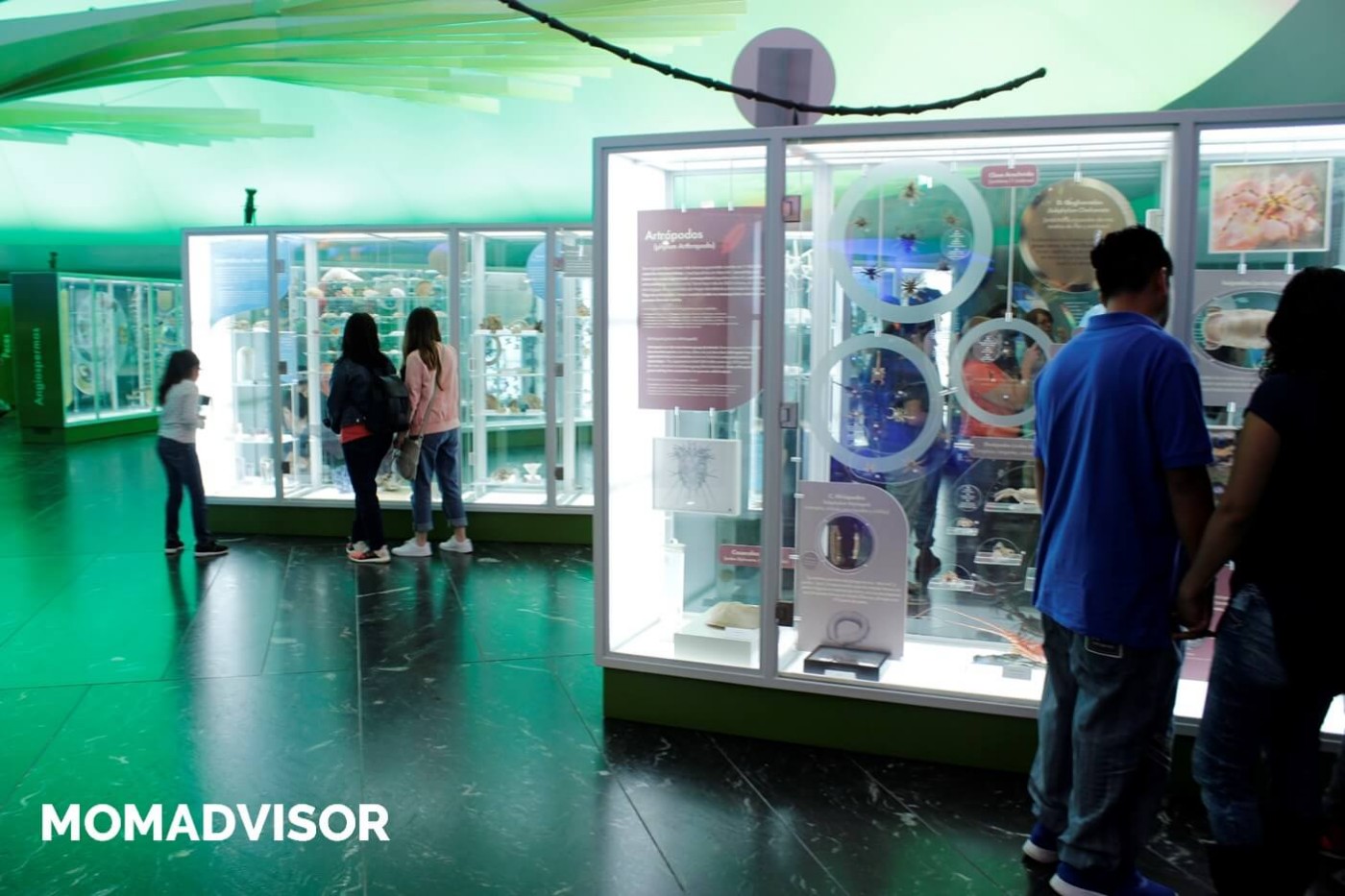 museo-de-historia-natural-cdmx-chapultepec-biodiversidad-especies-mexico-vitrinas-actividades-para-ninos-actividades-para-ninos