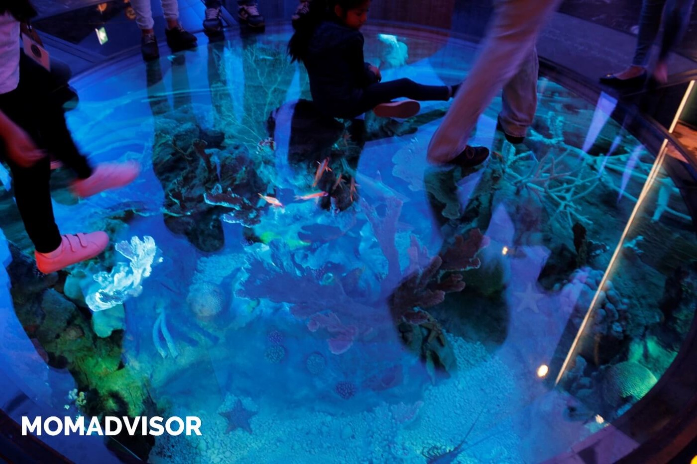 museo-de-historia-natural-cdmx-chapultepec-biodiversidad-fondo-del-mar-actividades-para-ninos