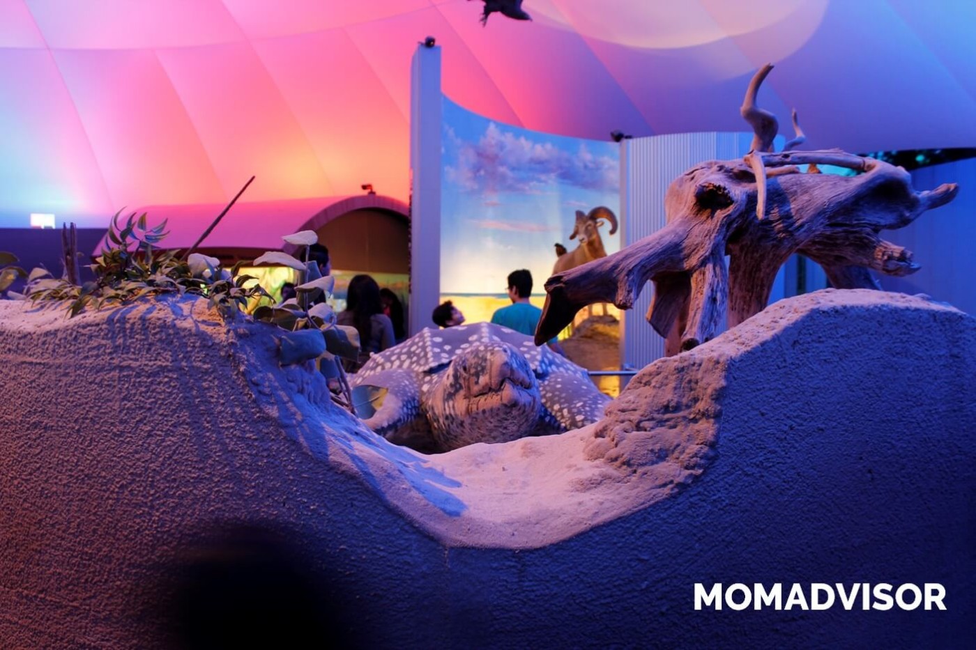 museo-de-historia-natural-cdmx-chapultepec-biodiversidad-mar-tortuga-actividades-para-ninos