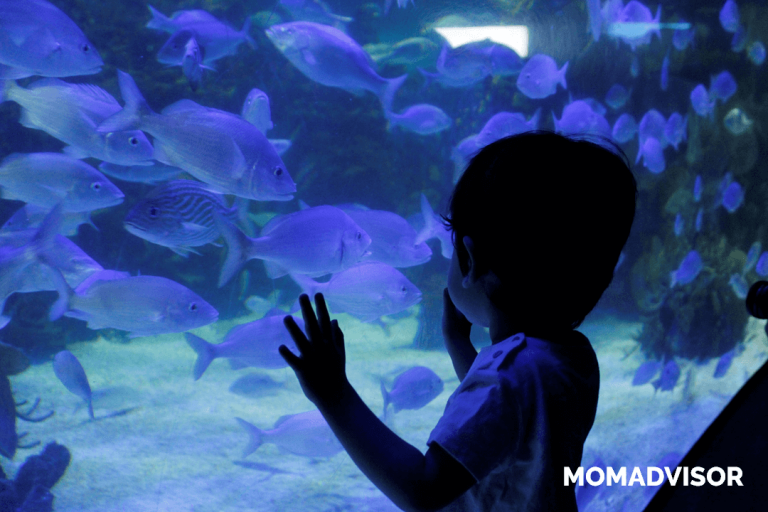 acuario inbursa momadvisor 1 768x512