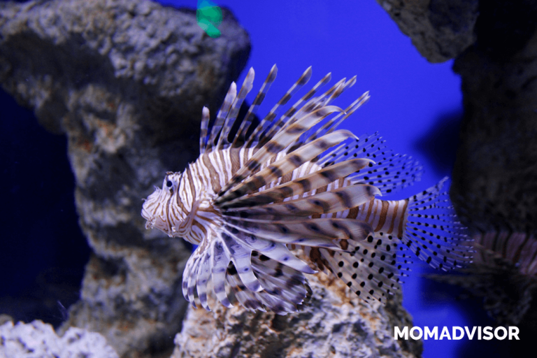 acuario inbursa pez momadvisor 1 768x512