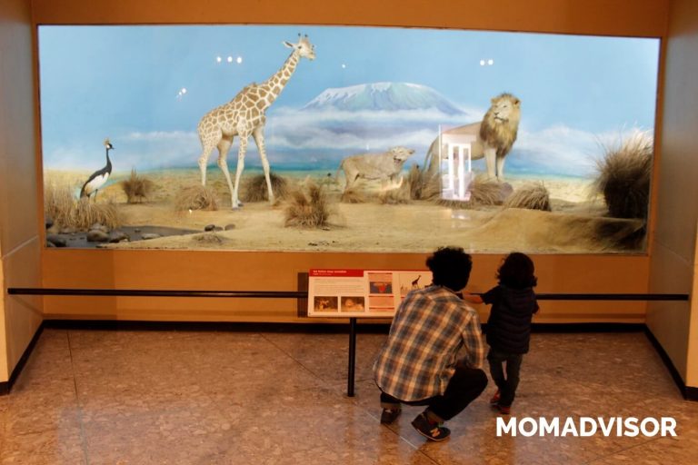 museo de historia natural cdmx chapultepec biodiversidad especies leon jirafa mexico actividades para ninos 768x512