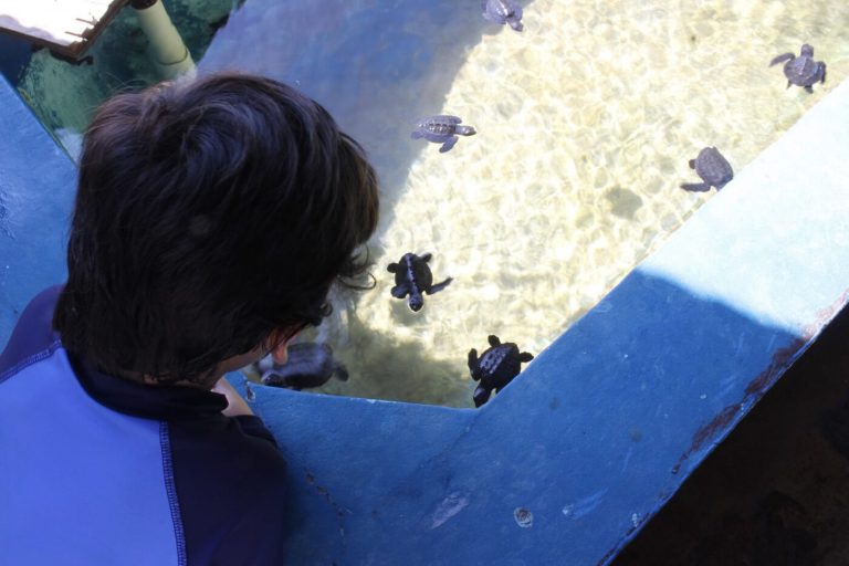 centro mexicano de la tortuga mazunte oaxaca actividades para hacer con niños viajar estanque 768x512