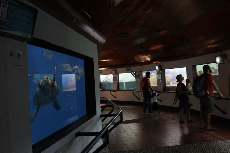 centro mexicano de la tortuga mazunte oaxaca actividades para hacer con niños viajar museo de la tortuga vivo mexico 768x512